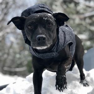 Meet your Posher, Clinton